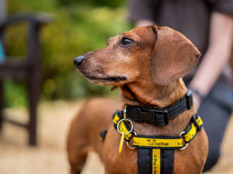 Penny | Dachshund (Kaninchen/Rabbit, Smooth Haired) | Newbury (Berkshire) - 4