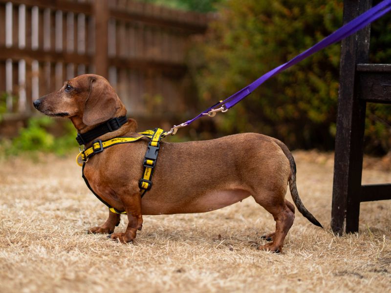 Penny | Dachshund (Kaninchen/Rabbit, Smooth Haired) | Newbury (Berkshire) - 2