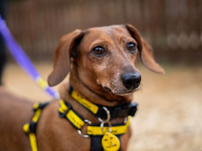 Penny | Dachshund (Kaninchen/Rabbit, Smooth Haired) | Newbury (Berkshire) - 3