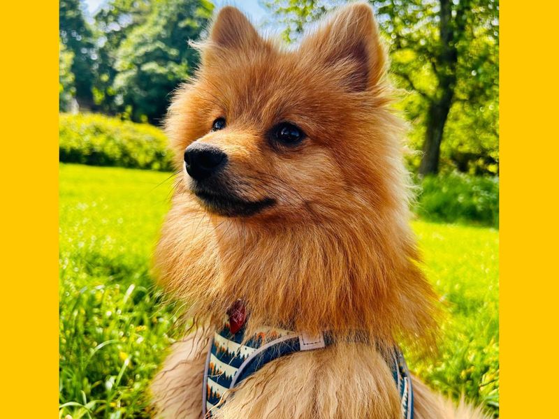 Foxy - Image 2 of 2