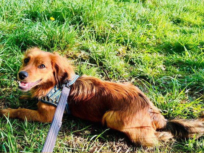 Rex | Pomeranian Cross | Snetterton (Norfolk) - 3