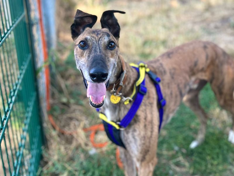 Paddy Longlegs | Greyhound | Snetterton (Norfolk) - 6
