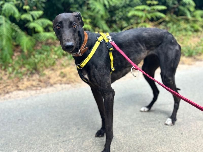 Lacey | Greyhound | Snetterton (Norfolk) - 4