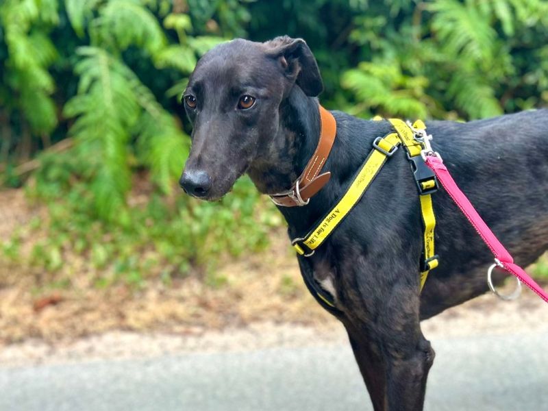 Lacey | Greyhound | Snetterton (Norfolk) - 5