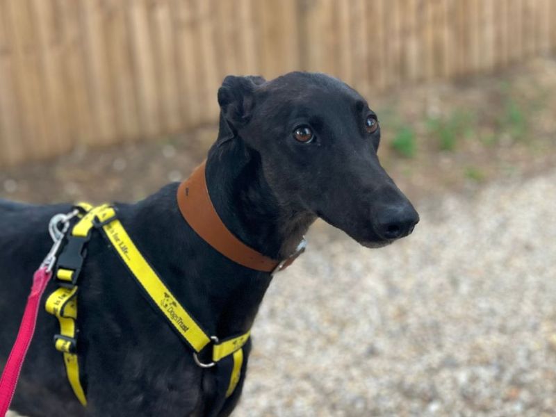 Lacey | Greyhound | Snetterton (Norfolk) - 2