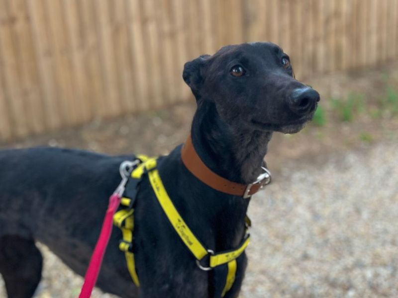 Lacey | Greyhound | Snetterton (Norfolk) - 3