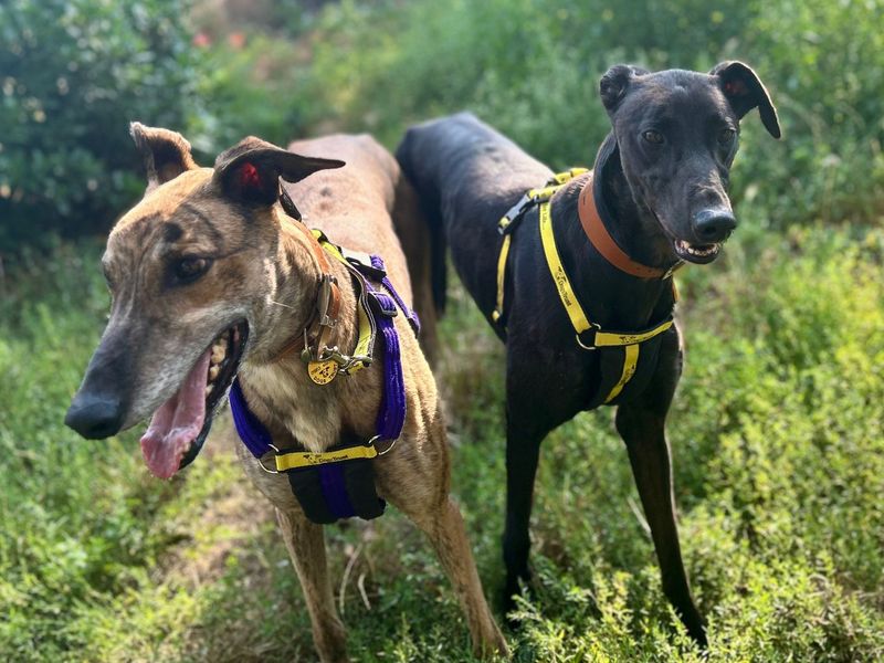 Lacey | Greyhound | Snetterton (Norfolk) - 2