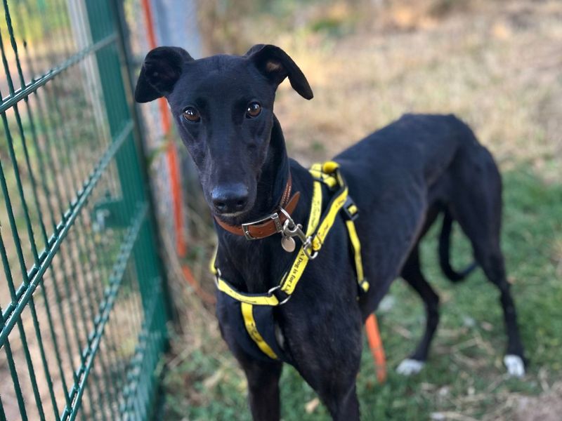Lacey | Greyhound | Snetterton (Norfolk) - 3