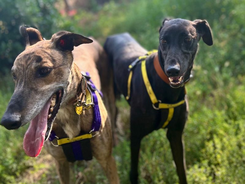 Lacey | Greyhound | Snetterton (Norfolk) - 1