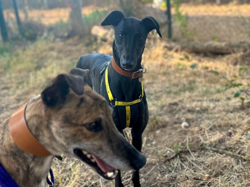 Lacey | Greyhound | Snetterton (Norfolk) - 7