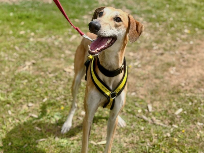 Boss | Lurcher | Canterbury - 3