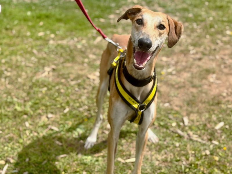 Boss | Lurcher | Canterbury - 2