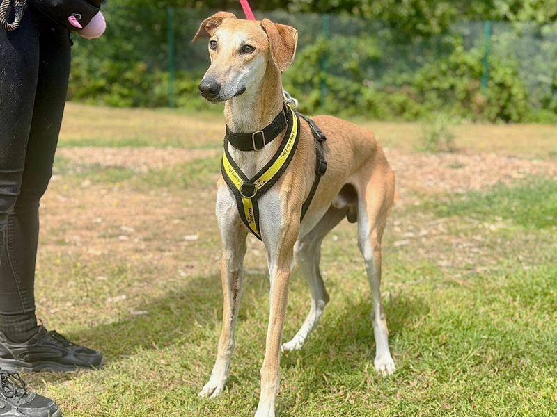 Boss | Lurcher | Canterbury - 1