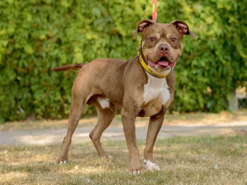 Benny | Crossbreed | Kenilworth (West Midlands) - 2