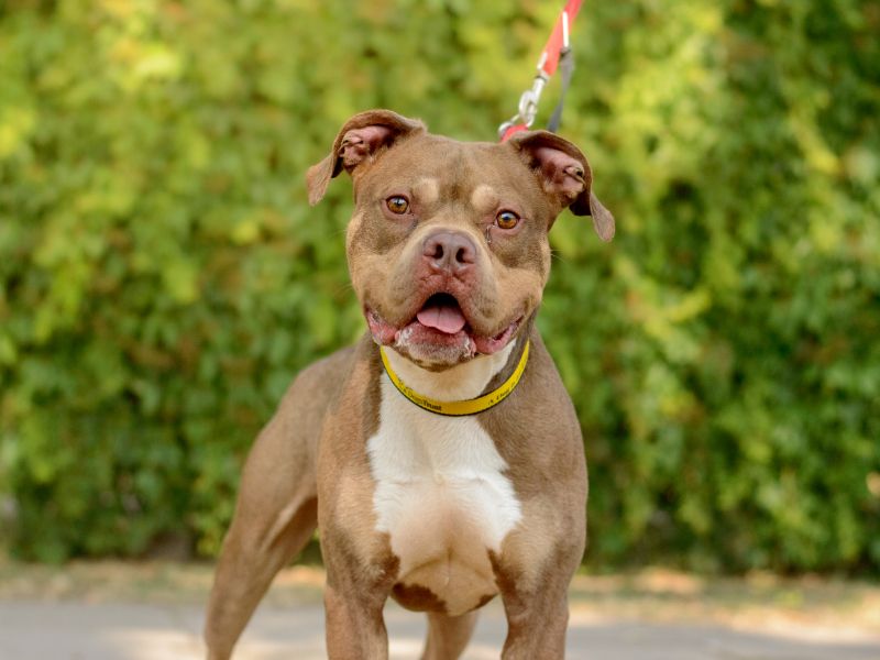 Benny | Crossbreed | Kenilworth (West Midlands) - 3