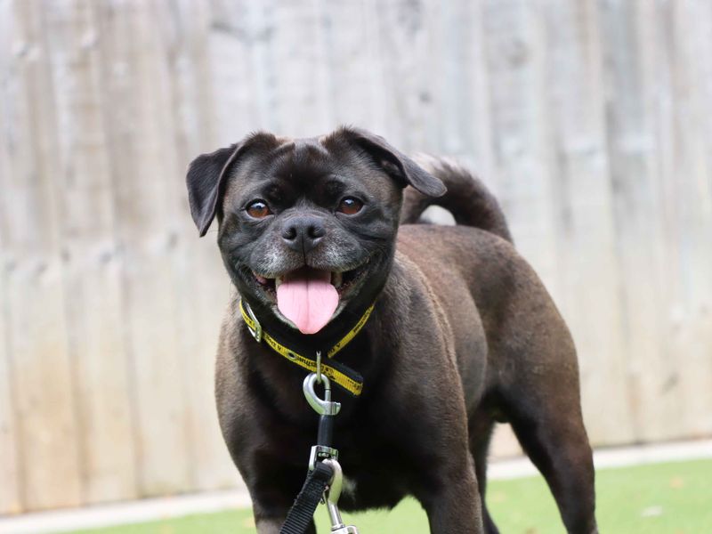 Bosley - Image 2 of 3