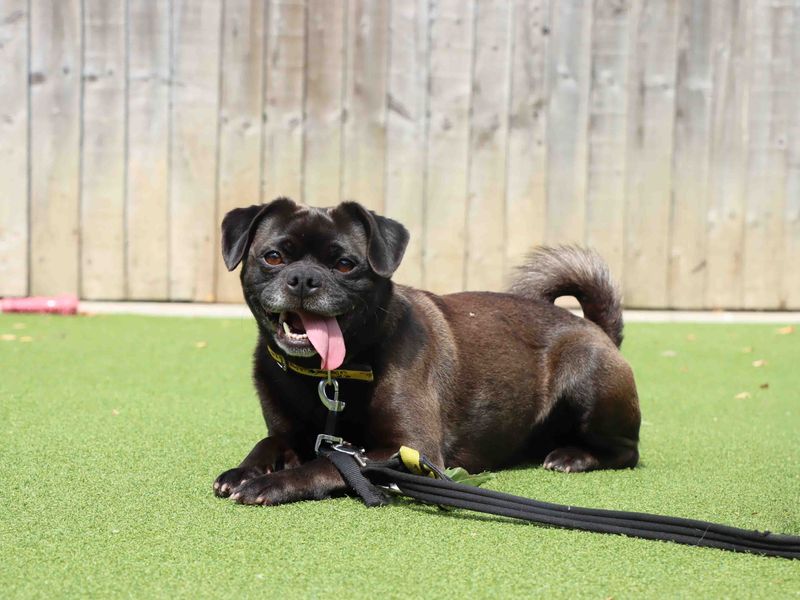 Bosley | Pug Cross | Darlington - 3