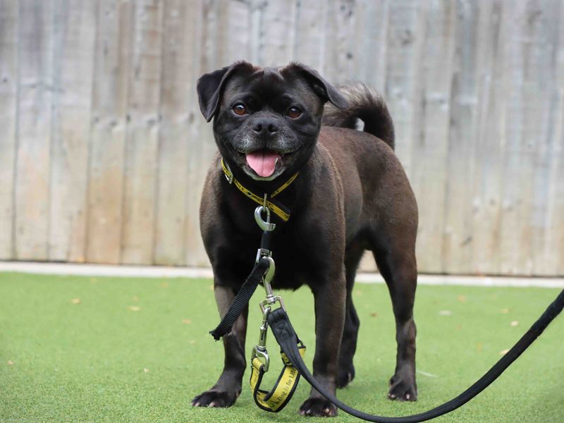 Bosley | Pug Cross | Darlington - 1