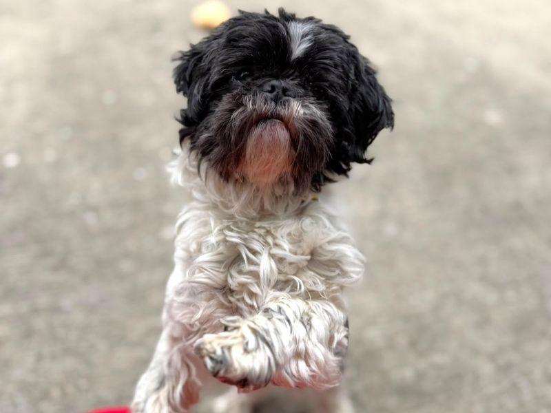 Emma | Shih Tzu | Harefield West London - 2