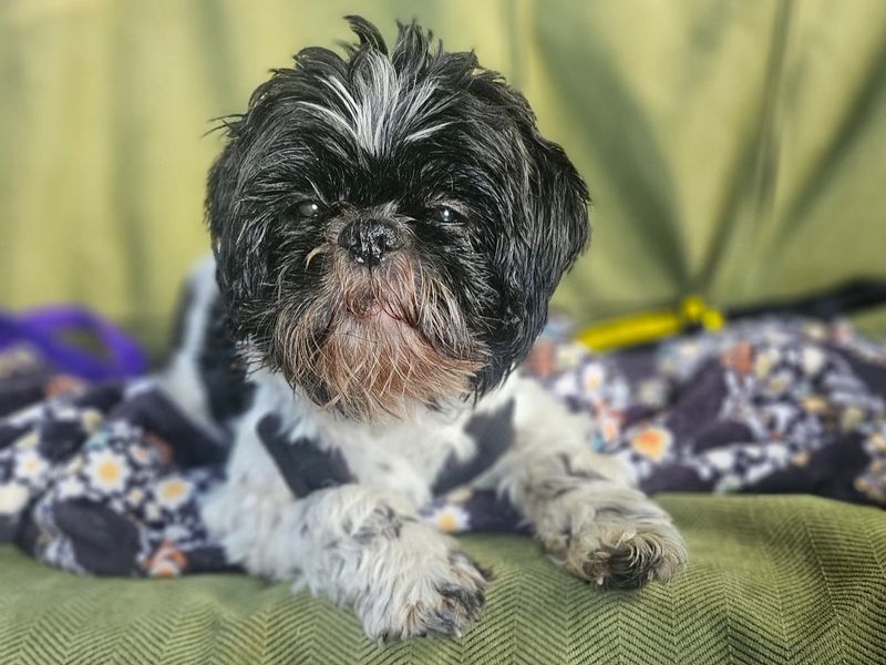 Emma | Shih Tzu | Harefield West London - 4