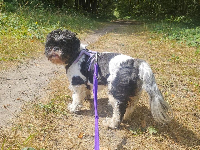 Emma | Shih Tzu | Harefield West London - 3