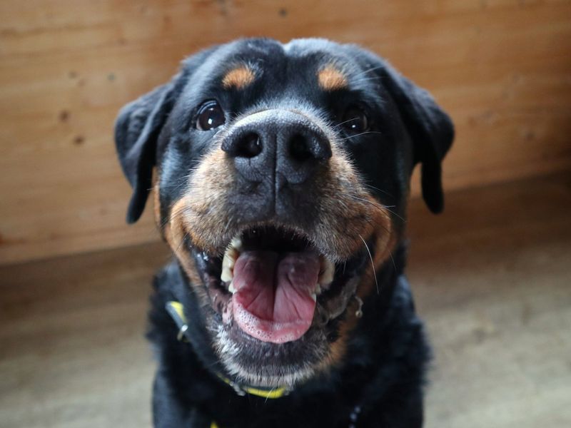 Jasmine | Rottweiler | Harefield West London - 2