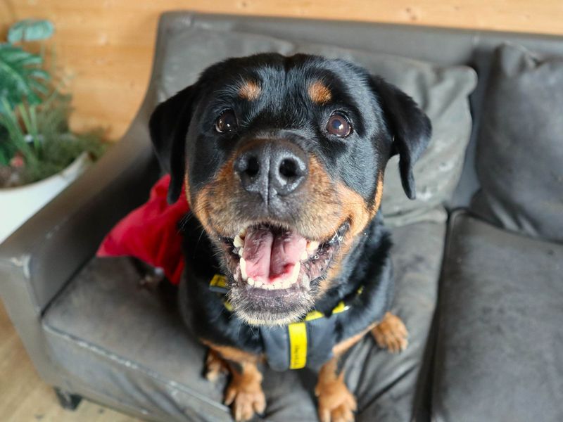 Jasmine | Rottweiler | Harefield West London - 3