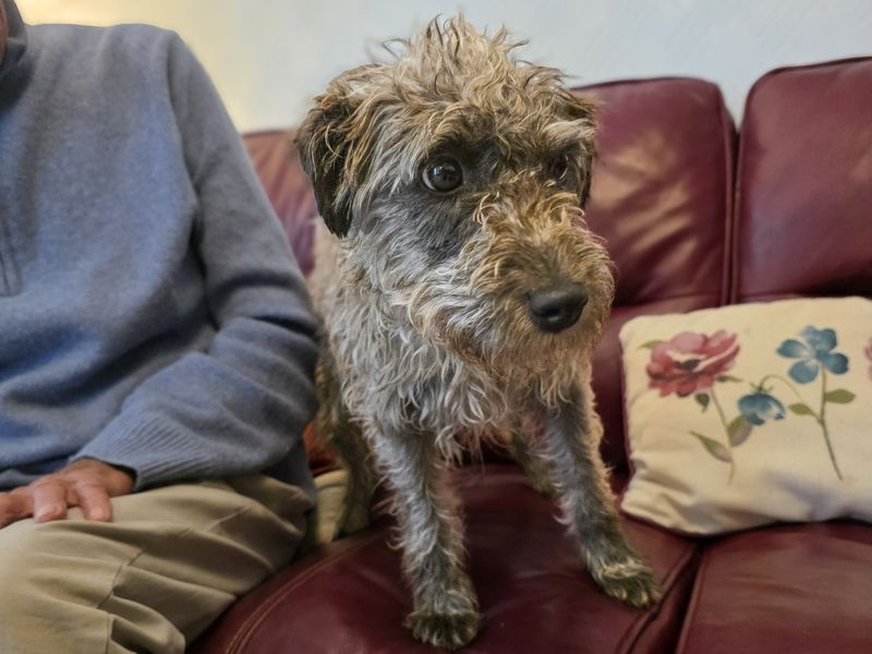 Katie | Terrier (Patterdale) Cross | Basildon (Essex) - 1