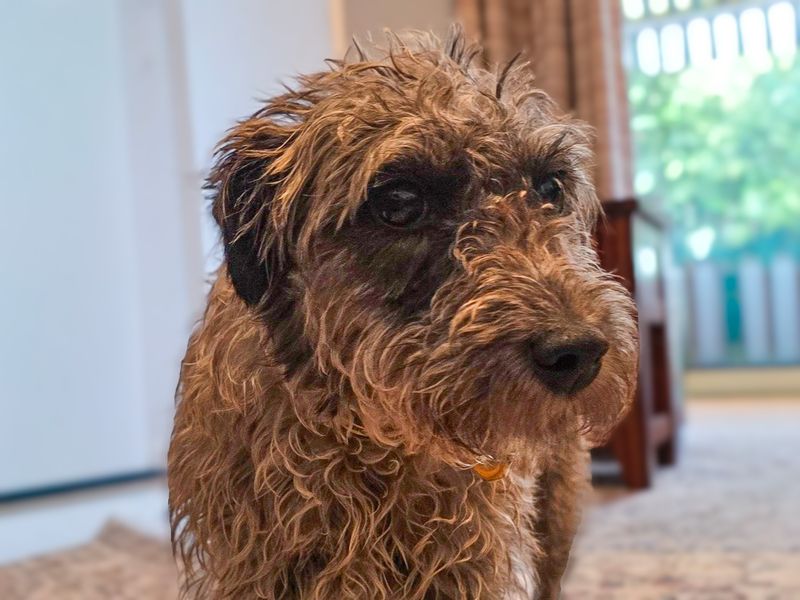 Katie | Terrier (Patterdale) Cross | Basildon (Essex) - 2