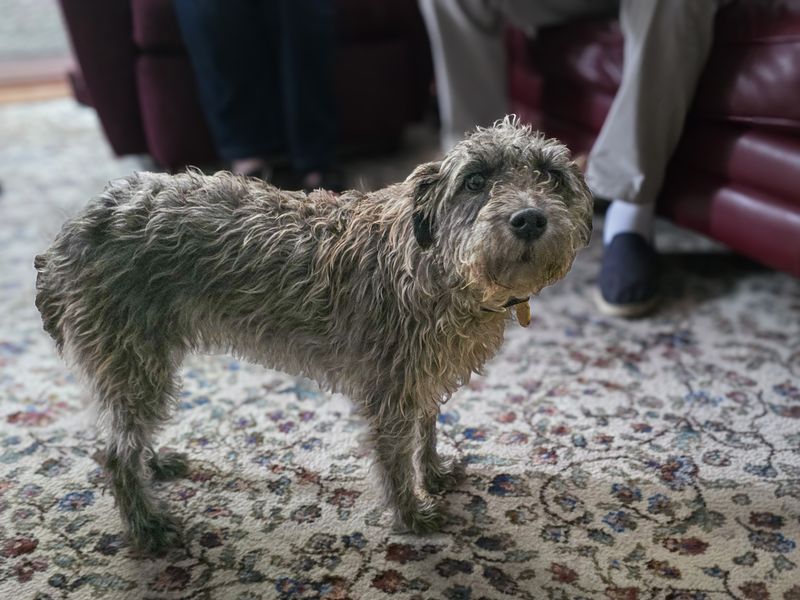 Katie | Terrier (Patterdale) Cross | Basildon (Essex) - 3