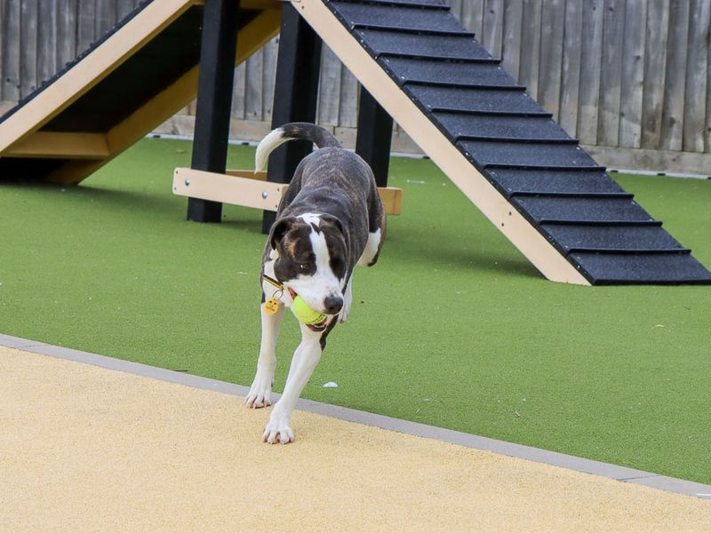 Steffi | Terrier (Staffordshire Bull) Cross | Evesham (Worcestershire) - 3