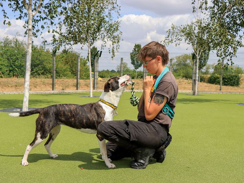 Steffi | Terrier (Staffordshire Bull) Cross | Evesham (Worcestershire) - 6