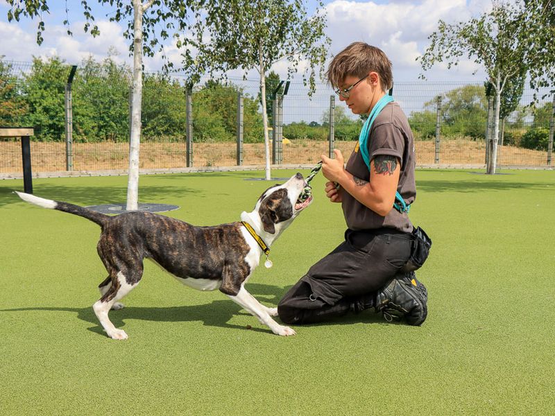 Steffi | Terrier (Staffordshire Bull) Cross | Evesham (Worcestershire) - 5