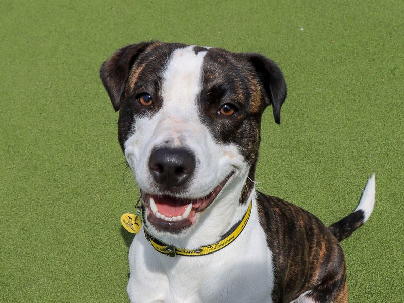 Steffi | Terrier (Staffordshire Bull) Cross | Evesham (Worcestershire) - 1