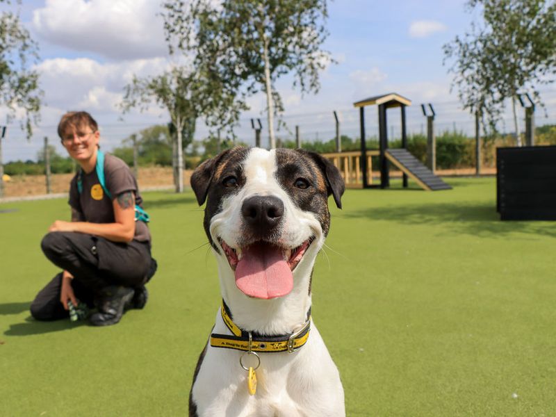 Steffi | Terrier (Staffordshire Bull) Cross | Evesham (Worcestershire) - 8
