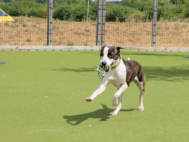 Steffi | Terrier (Staffordshire Bull) Cross | Evesham (Worcestershire) - 7