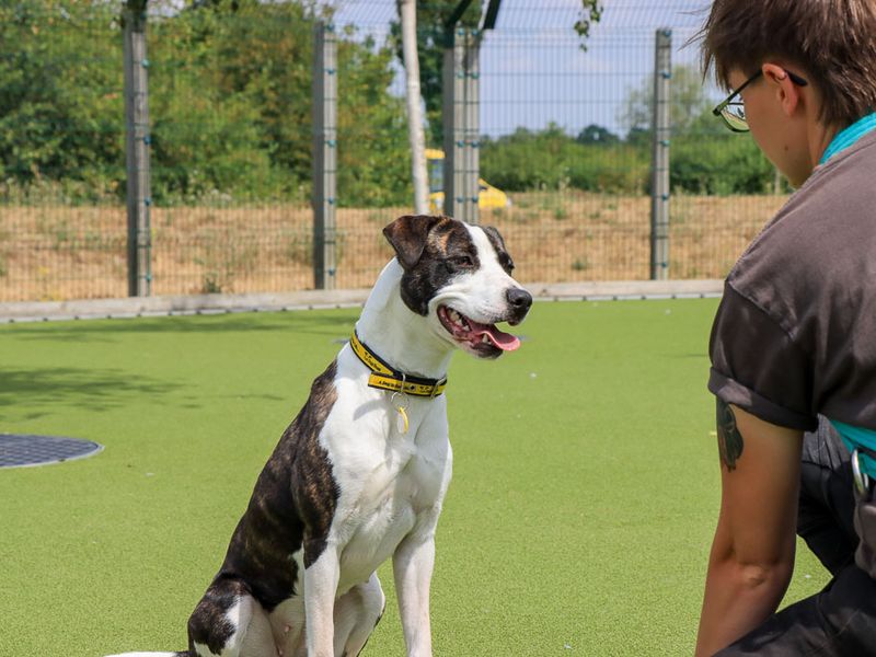 Steffi | Terrier (Staffordshire Bull) Cross | Evesham (Worcestershire) - 4