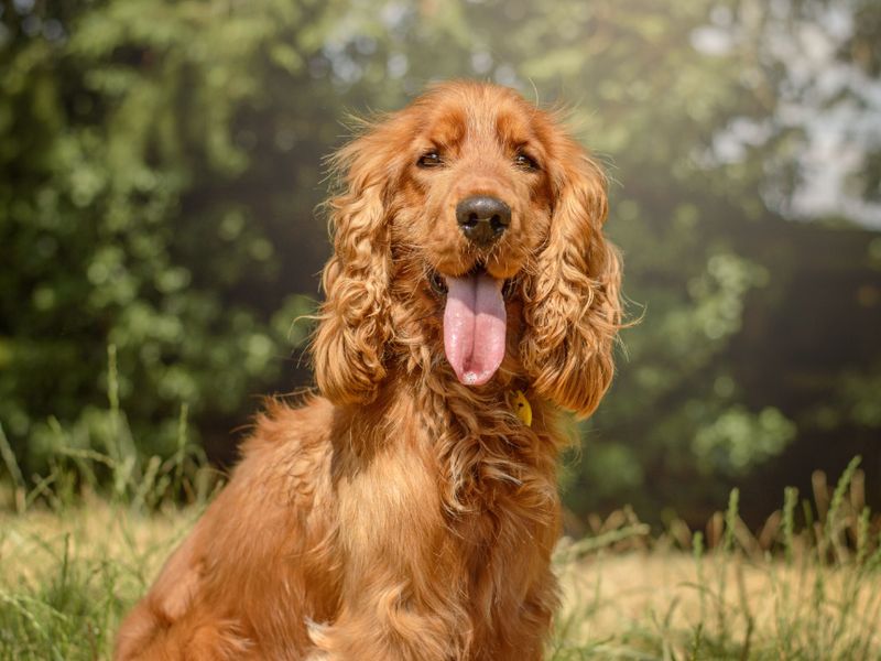 Jude | Spaniel (Cocker) | Kenilworth (West Midlands) - 1