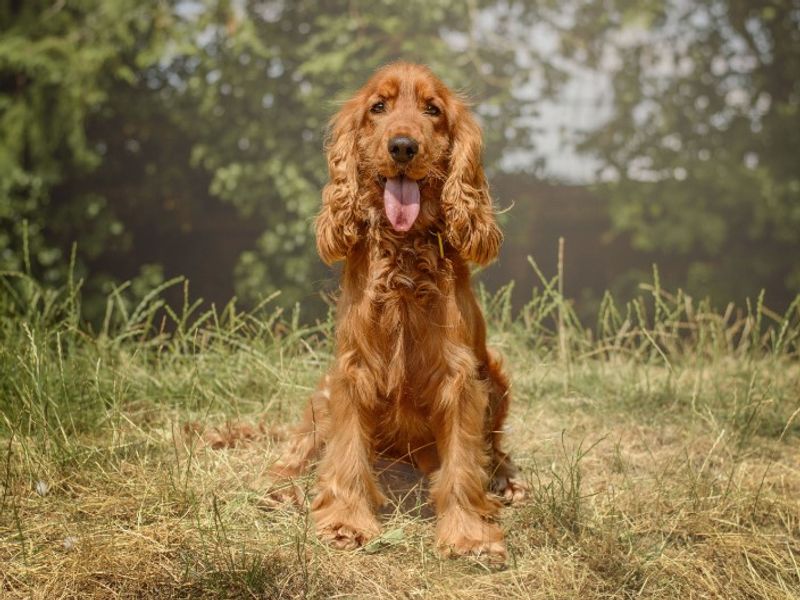 Jude | Spaniel (Cocker) | Kenilworth (West Midlands) - 2