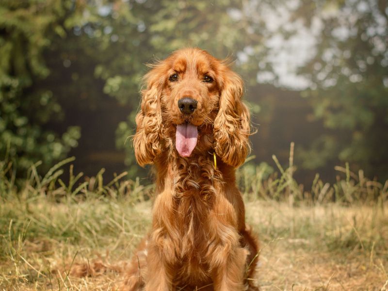 Jude | Spaniel (Cocker) | Kenilworth (West Midlands) - 3