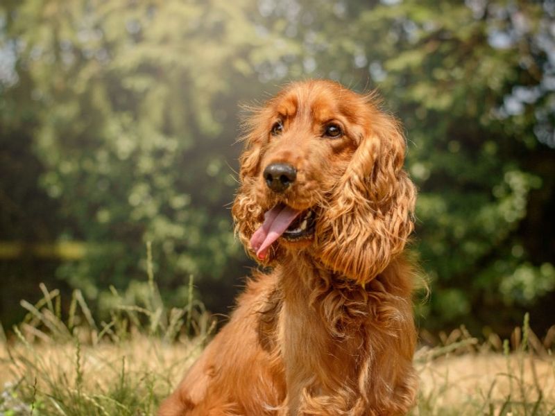 Jude | Spaniel (Cocker) | Kenilworth (West Midlands) - 4
