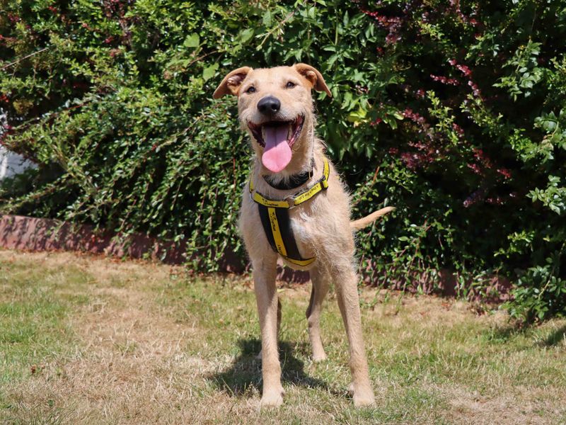 Golden Retriever Dogs And Puppies For Adoption