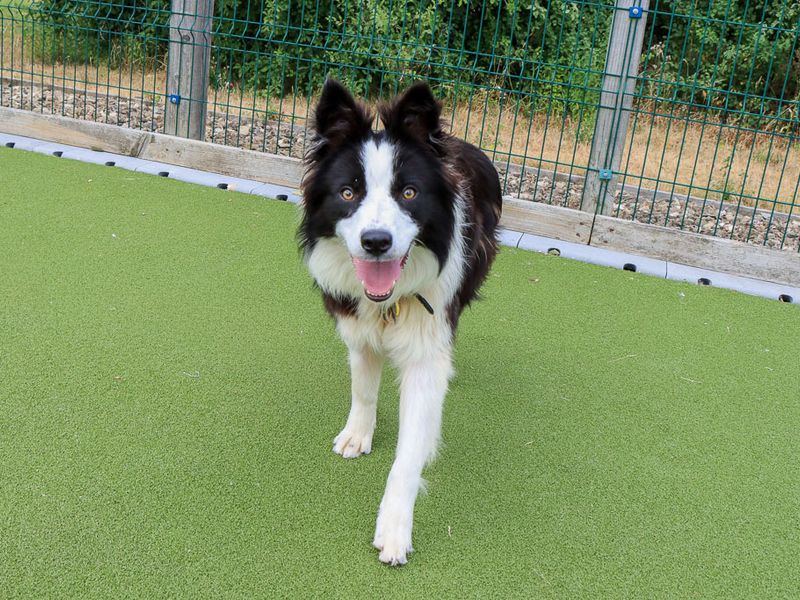 Serena | Collie (Border) | Evesham (Worcestershire) - 1