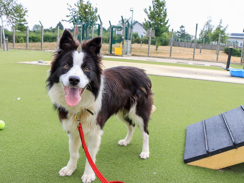 Serena | Collie (Border) | Evesham (Worcestershire) - 2