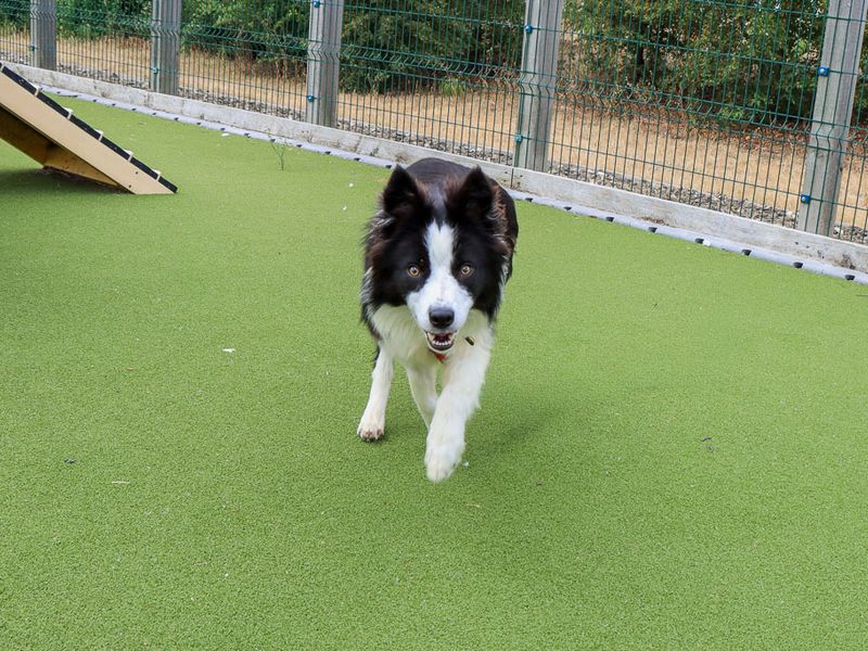 Serena | Collie (Border) | Evesham (Worcestershire) - 3