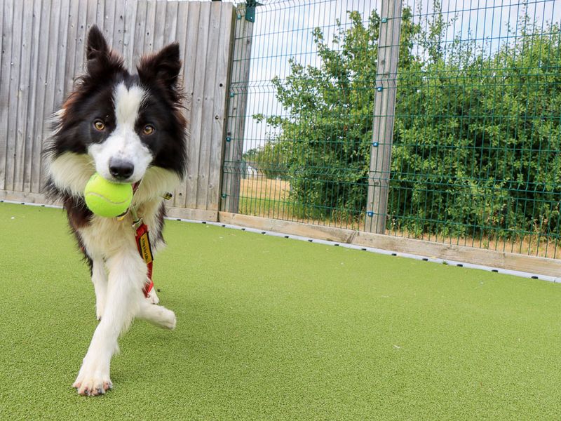 Serena | Collie (Border) | Evesham (Worcestershire) - 4
