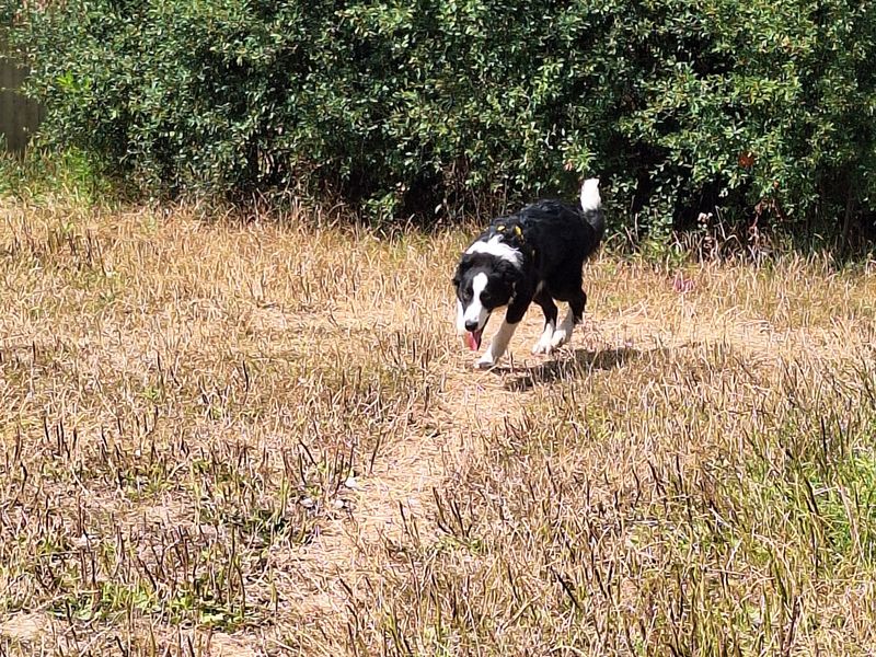 Murray | Collie (Border) | Basildon (Essex) - 1