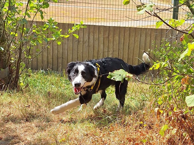 Murray | Collie (Border) | Basildon (Essex) - 4