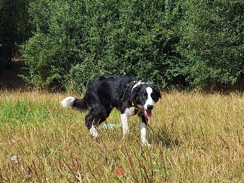 Murray | Collie (Border) | Basildon (Essex) - 3