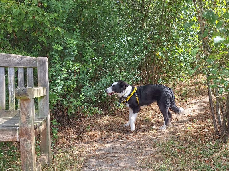 Murray | Collie (Border) | Basildon (Essex) - 2